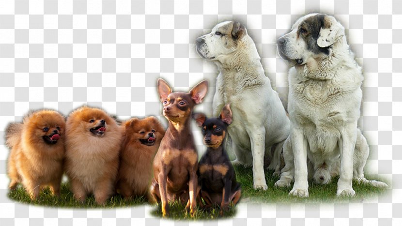 Dog Breed Puppy Group (dog) Companion Transparent PNG