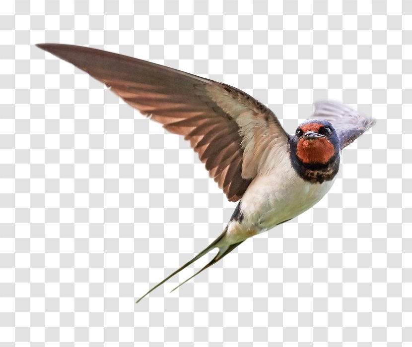 Bird Barn Swallow Stock Photography Royalty-free Transparent PNG