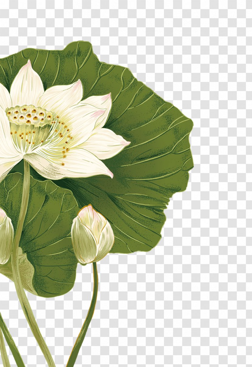 Nelumbo Nucifera Flower Illustration - Leaf - Lotus Transparent PNG