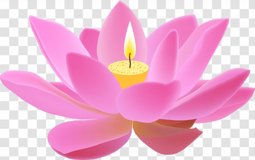 Pink Flower Cartoon - Water Lily - Magenta Proteales Transparent PNG