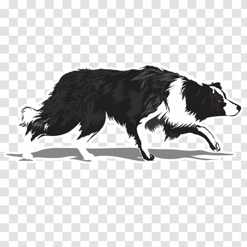 Border Collie Rough Scotch Chihuahua Golden Retriever - Puppy Transparent PNG