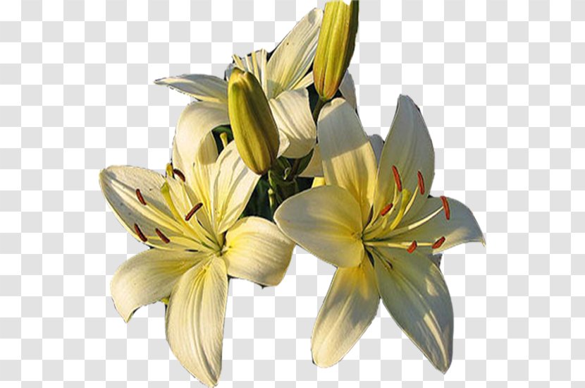 Cut Flowers Petal - Plant - White-lilies Transparent PNG
