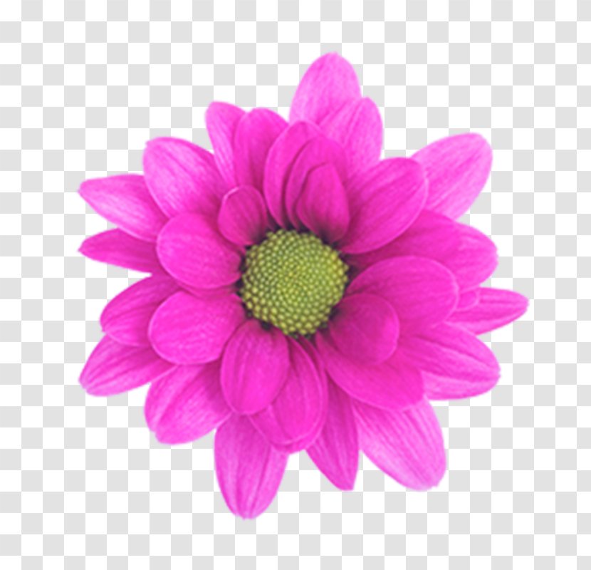 Chrysanthemum Purple Magenta Pink - Color Transparent PNG