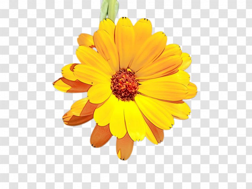Flowers Background - Marigold - Perennial Plant Annual Transparent PNG