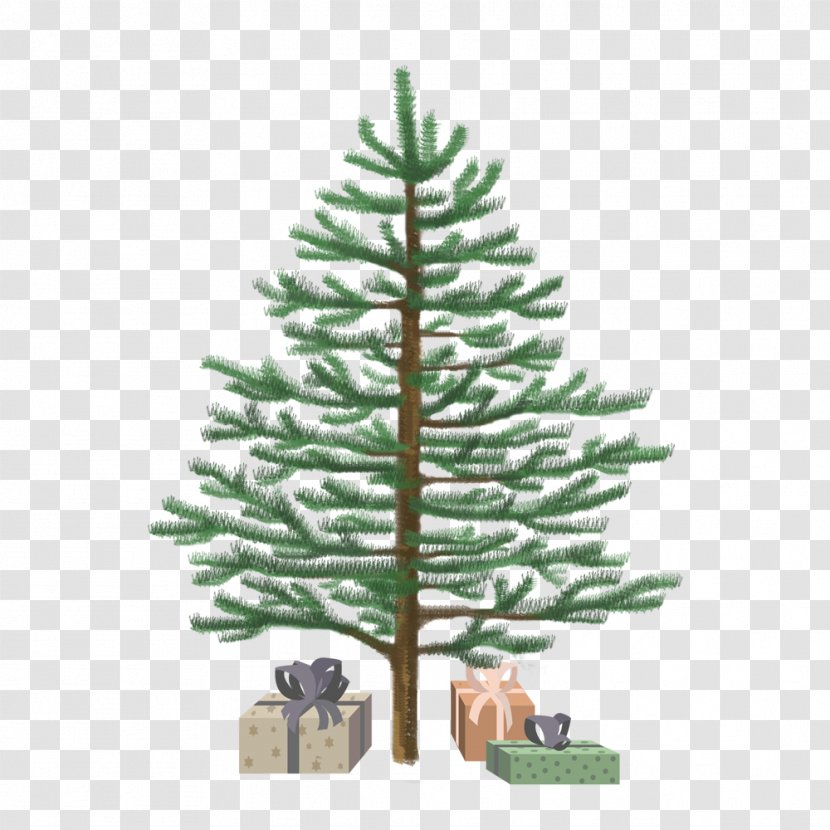 Spruce Christmas Ornament Fir Tree Pine - Conifer Transparent PNG