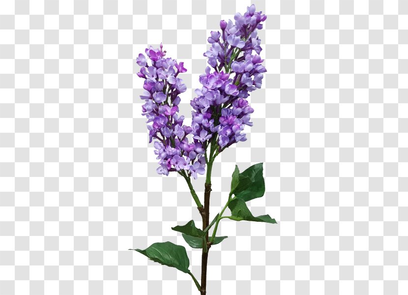 English Lavender Lilac Common Sage Catnips Transparent PNG