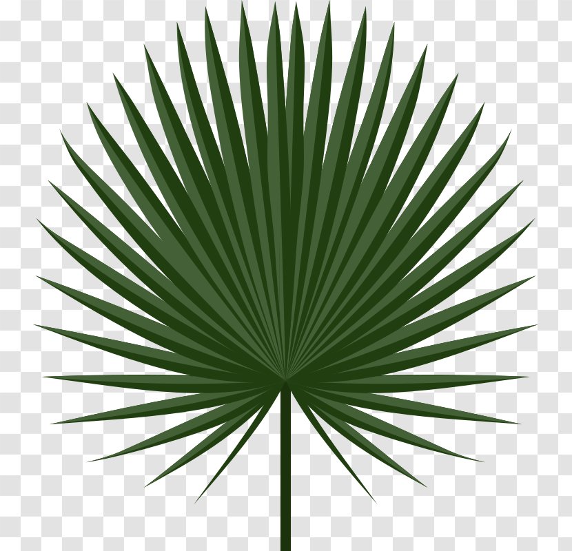Palm-leaf Manuscript Arecaceae Palm Branch Clip Art - Leaf - Leaves Transparent PNG