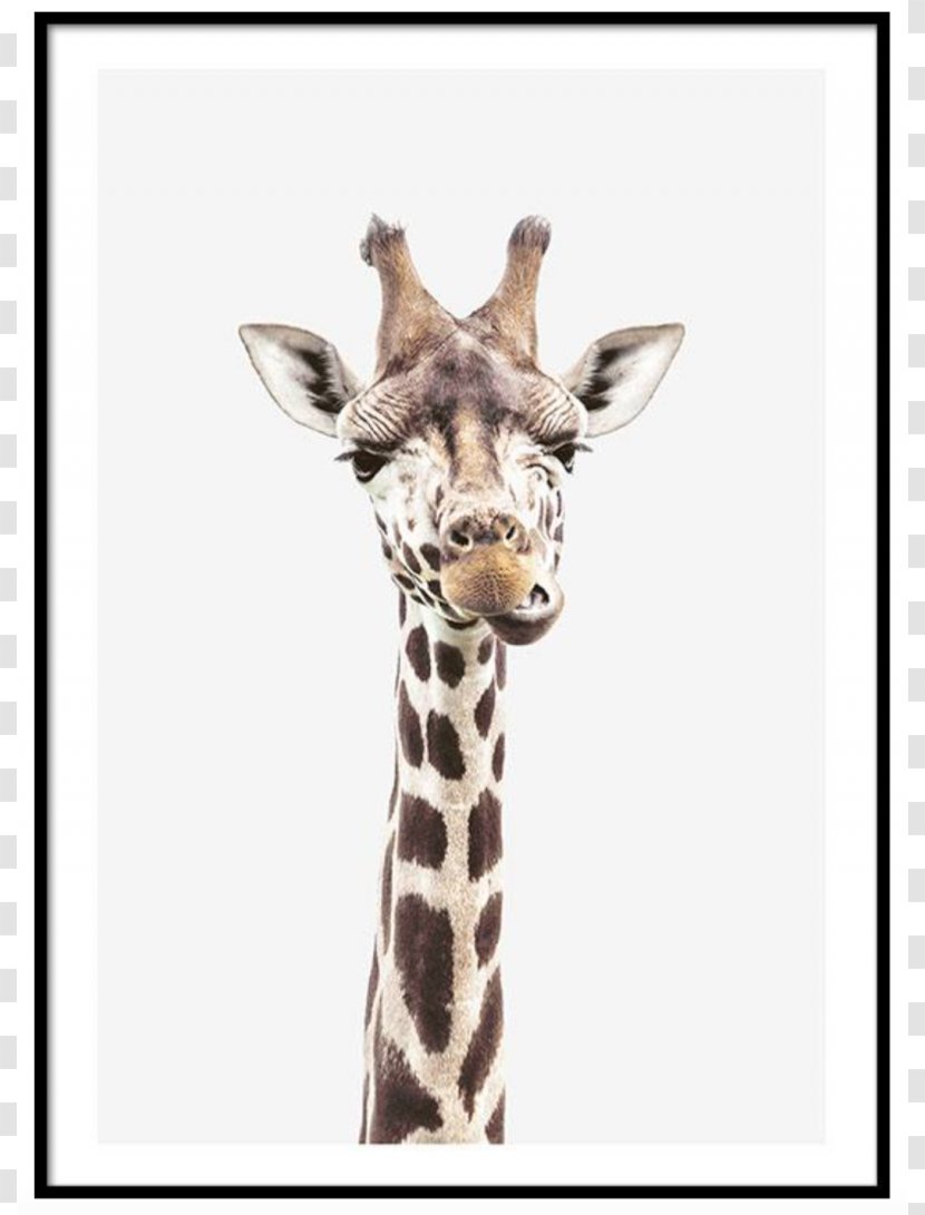 Reticulated Giraffe Okapi Poster Printmaking - Neck Transparent PNG