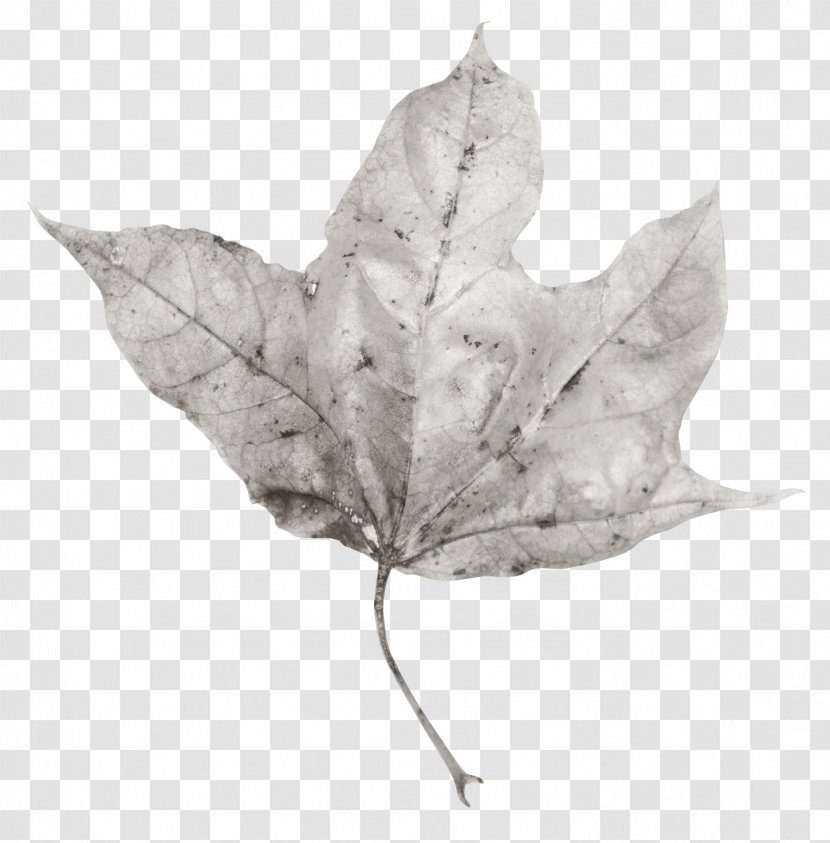 Leaf Poster - Chart - Leaves Transparent PNG