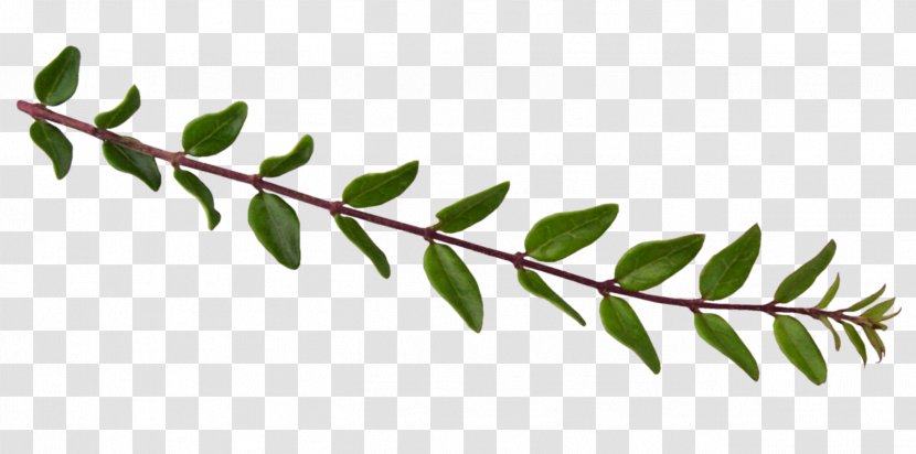 Leaf Plant Stem Album Clip Art - 35 Transparent PNG