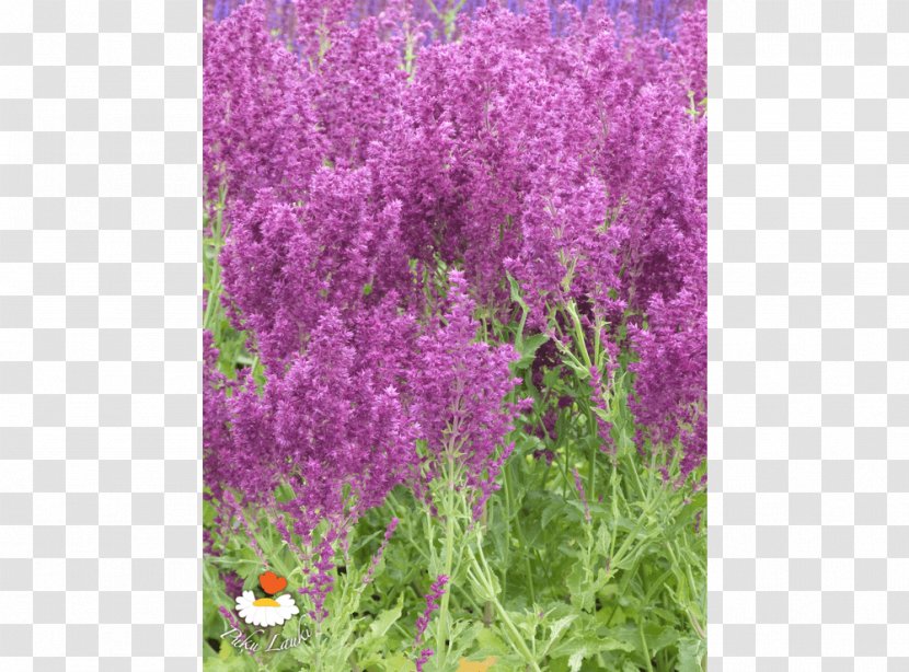 English Lavender Shrub Catnips Annual Plant - Flower Transparent PNG