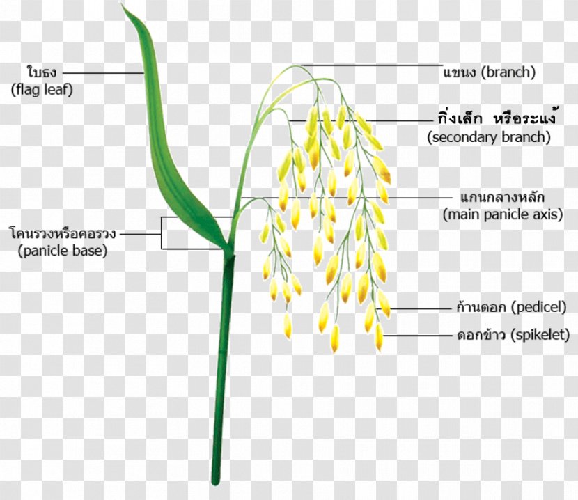 Hainanese Chicken Rice Grasses Panicle Plant - Joint - Grains Transparent PNG