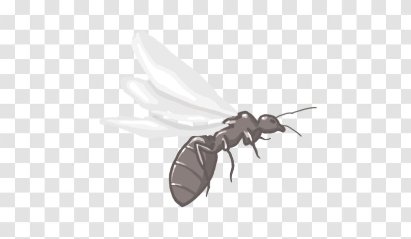 K2 Anthony McPartlin - Fly - Ant Colony Inside Transparent PNG