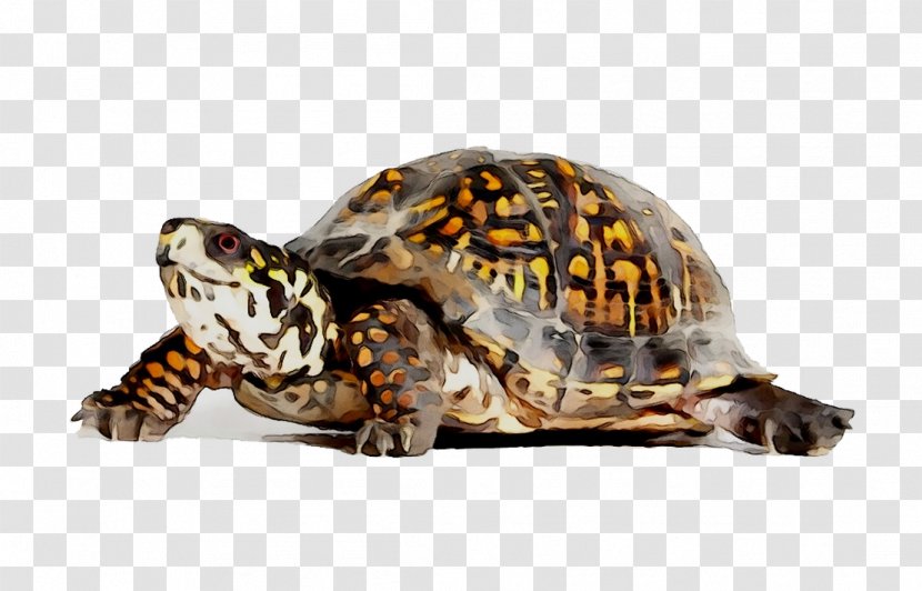 Eastern Box Turtle Reptile Three-toed Painted - Common - Terrapin Transparent PNG