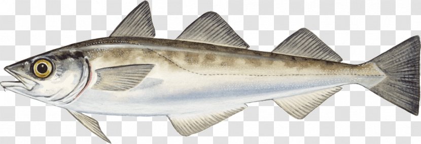 Alaska Pollock Fish Cod Marine Stewardship Council Transparent PNG