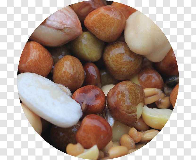 Fishing Carp Nut Houghton Lake Bean - Mixed Nuts Transparent PNG