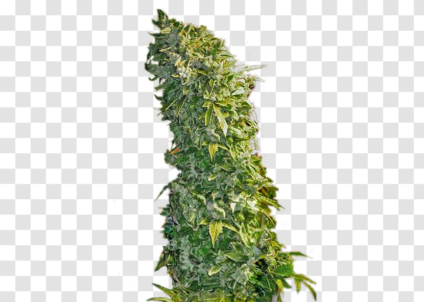 Cannabis Sativa Kush Feminized Seed - Leaf - Sweet Tooth Transparent PNG