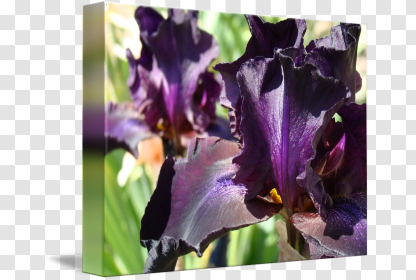 Orris Root Oil - Flowering Plant - Watercolor Iris Transparent PNG