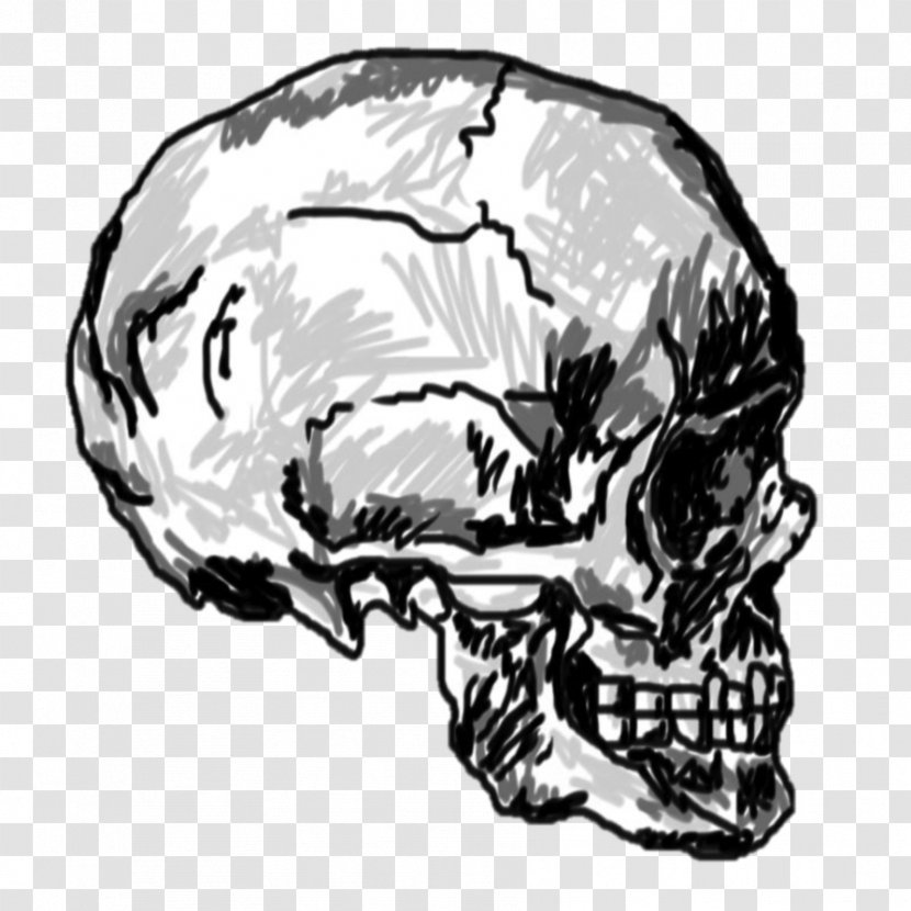 Skull Drawing Calavera Skeleton - Skulls Transparent PNG