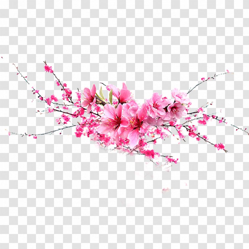 Flower Pink - Branch - Peach Transparent PNG