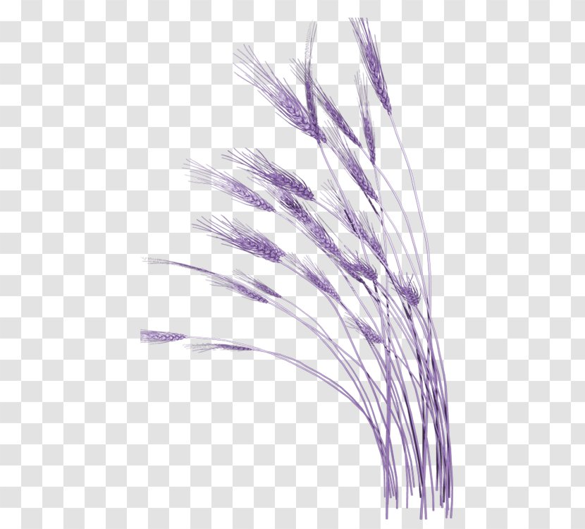 Clip Art - Grass Family - Blue Wheat Transparent PNG