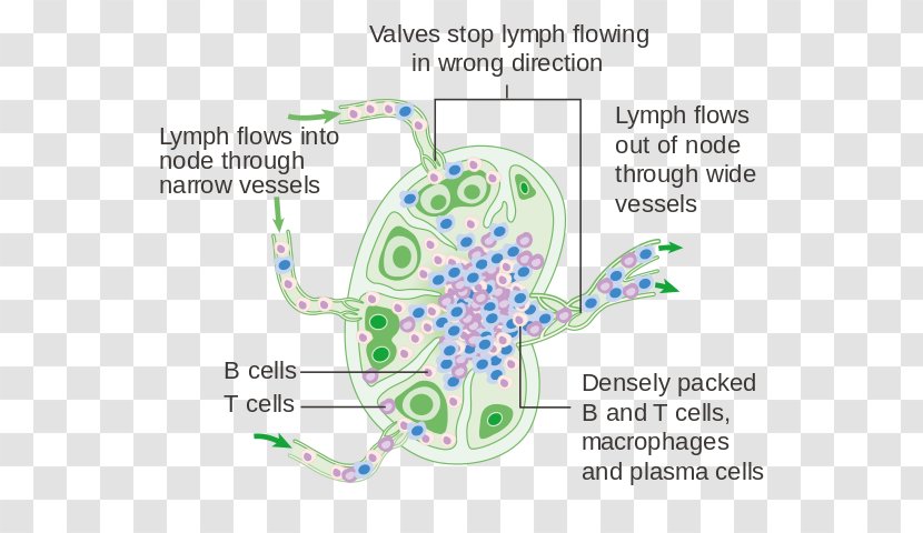 Lymph Node Human Body The Lymphatic System - Flower - Cancer Cell Details Transparent PNG