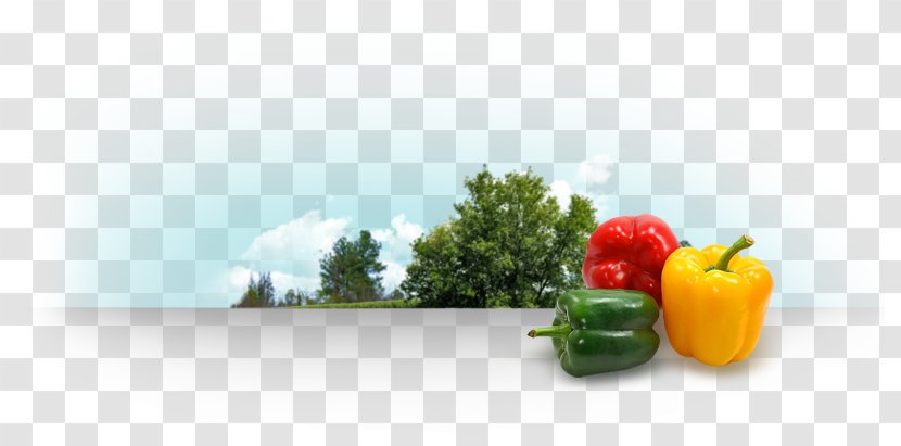 Bell Pepper Agribusiness Food Aguascalientes - Peppers And Chili - Industry Transparent PNG
