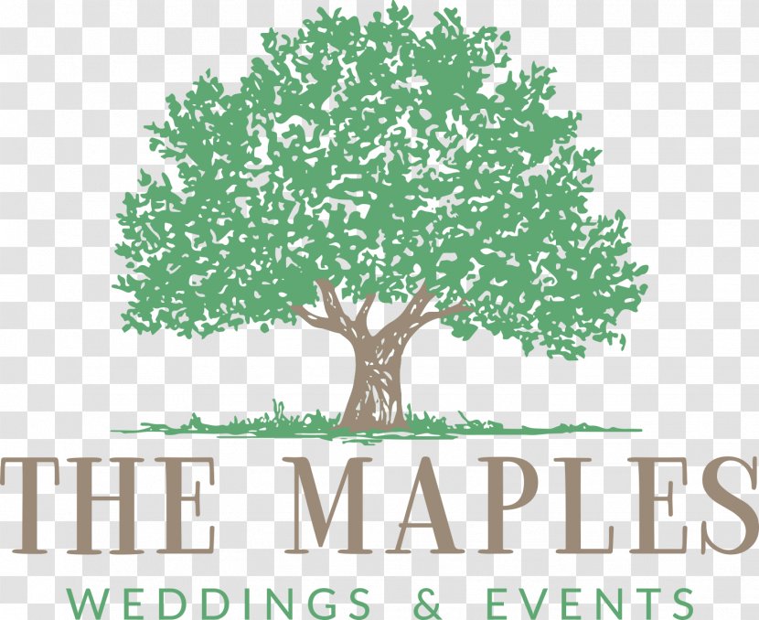 The Maples Tree Logo Woodland Photograph - Plant - Old Oak Ranch Conference Center Transparent PNG