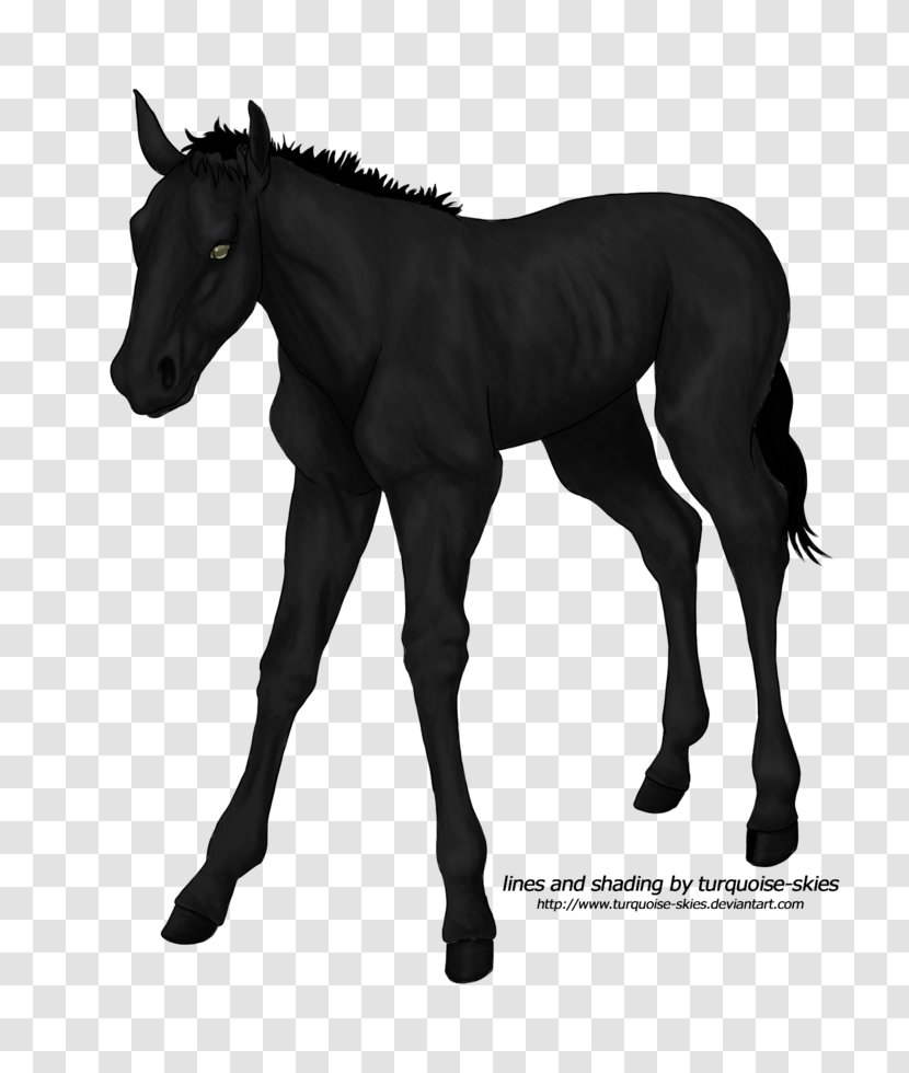 Mare Foal Mustang Stallion Halter - Horse Tack Transparent PNG