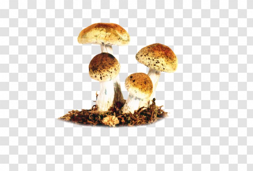 Matsutake - Champignon Mushroom - Agaricomycetes Transparent PNG
