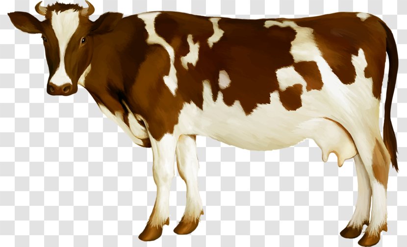 Simmental Cattle Milk Dairy Calf - Product - Cow Transparent PNG
