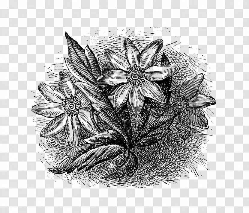 Drawing /m/02csf Flower - Monochrome Photography - Botanical Transparent PNG