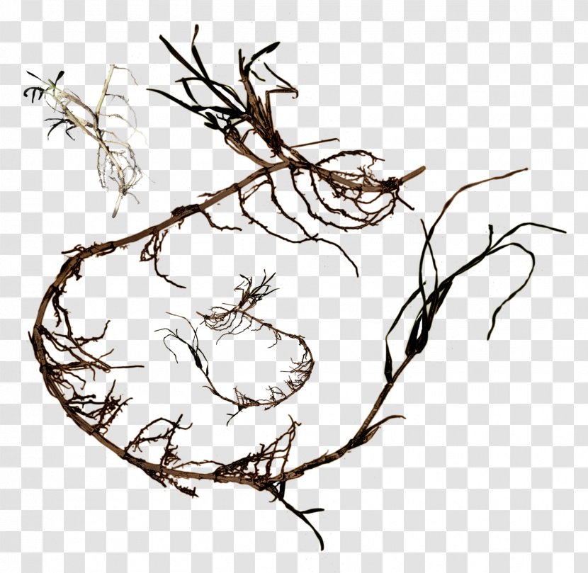 Line Art Tree Clip - Flowering Plant - Root Transparent PNG