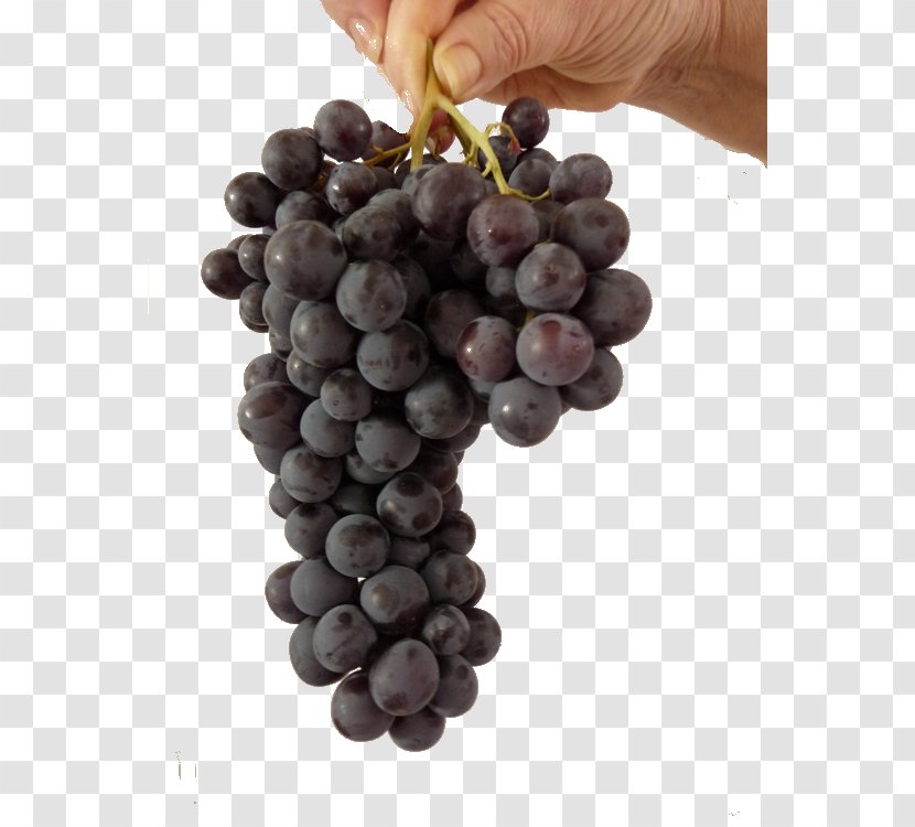 Beaujolais Nouveau Animaatio Vineyard Grape - Watercolor Transparent PNG