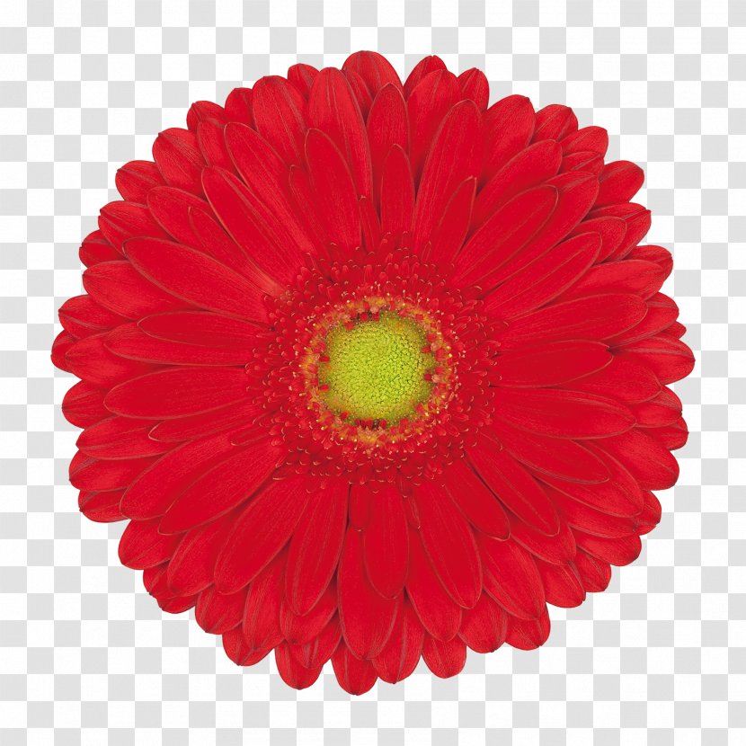 Gerbera Jamesonii Flower Pink Orange Yellow - Highlight Transparent PNG