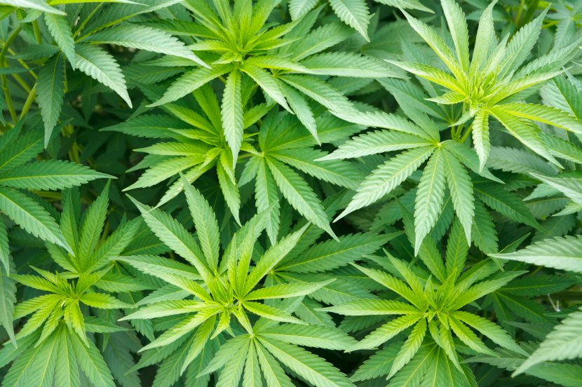 Cannabis Sativa Plant Medical Hemp Transparent PNG