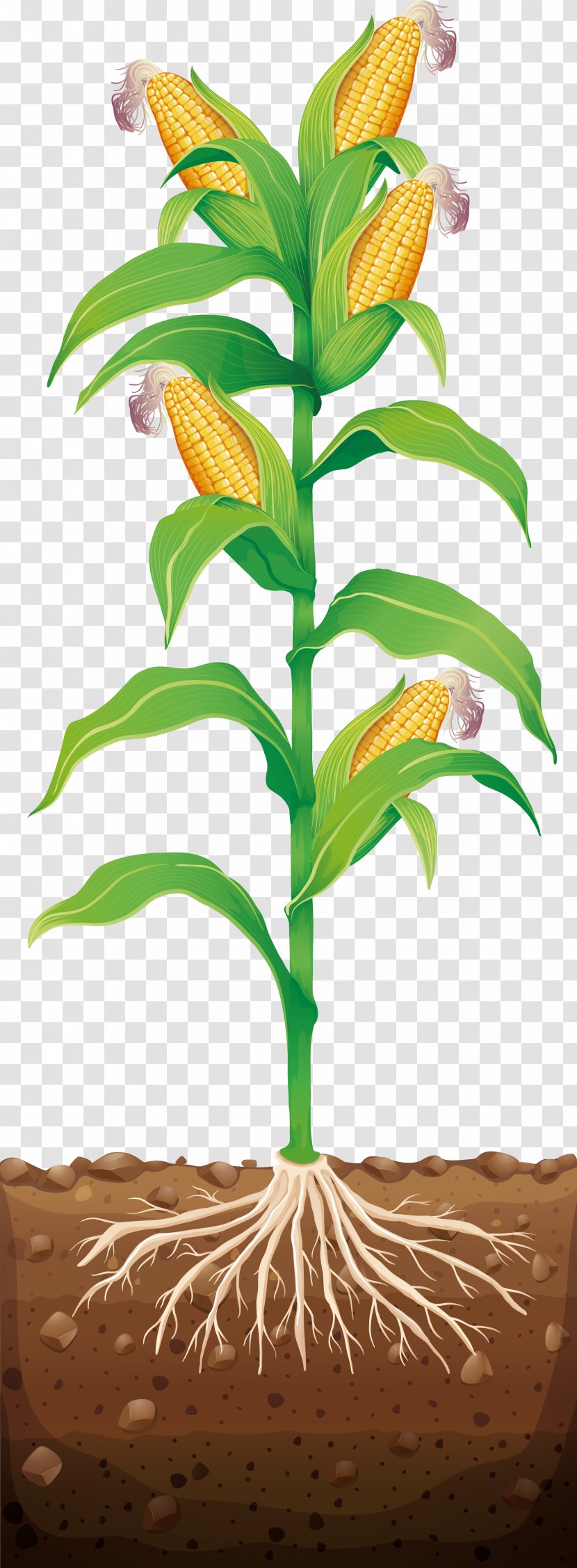 Corn On The Cob Maize Illustration - Flora - Sweet Transparent PNG