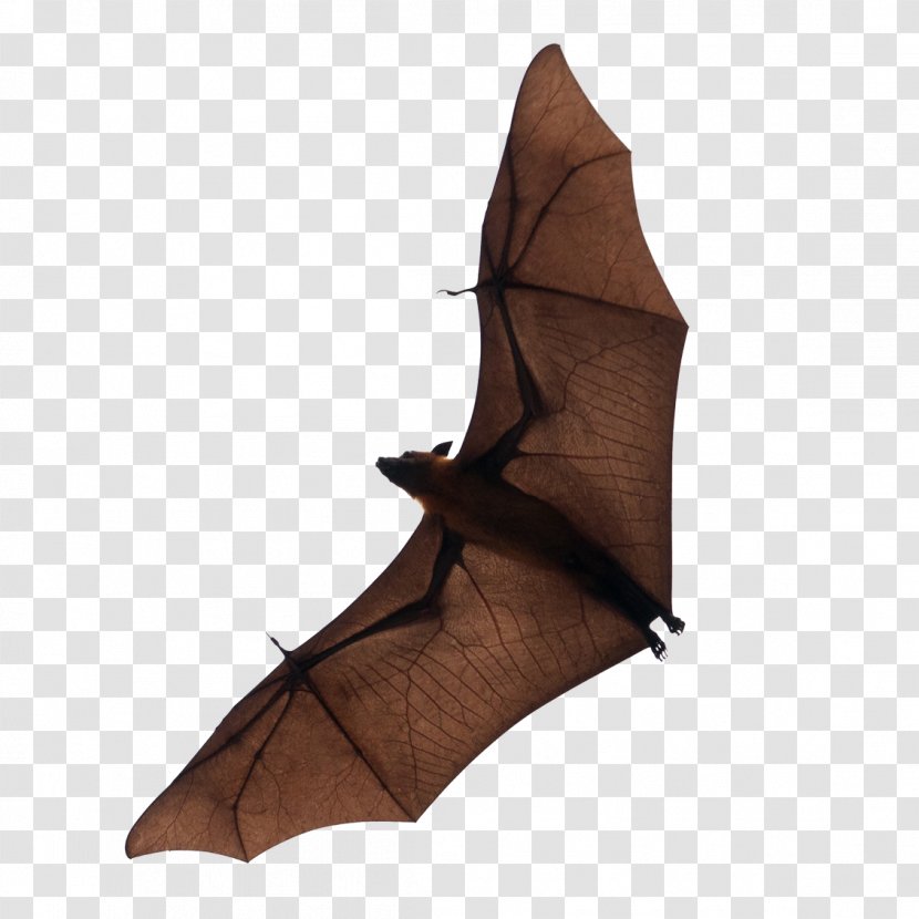 Bat Flight Download - Mammal Transparent PNG