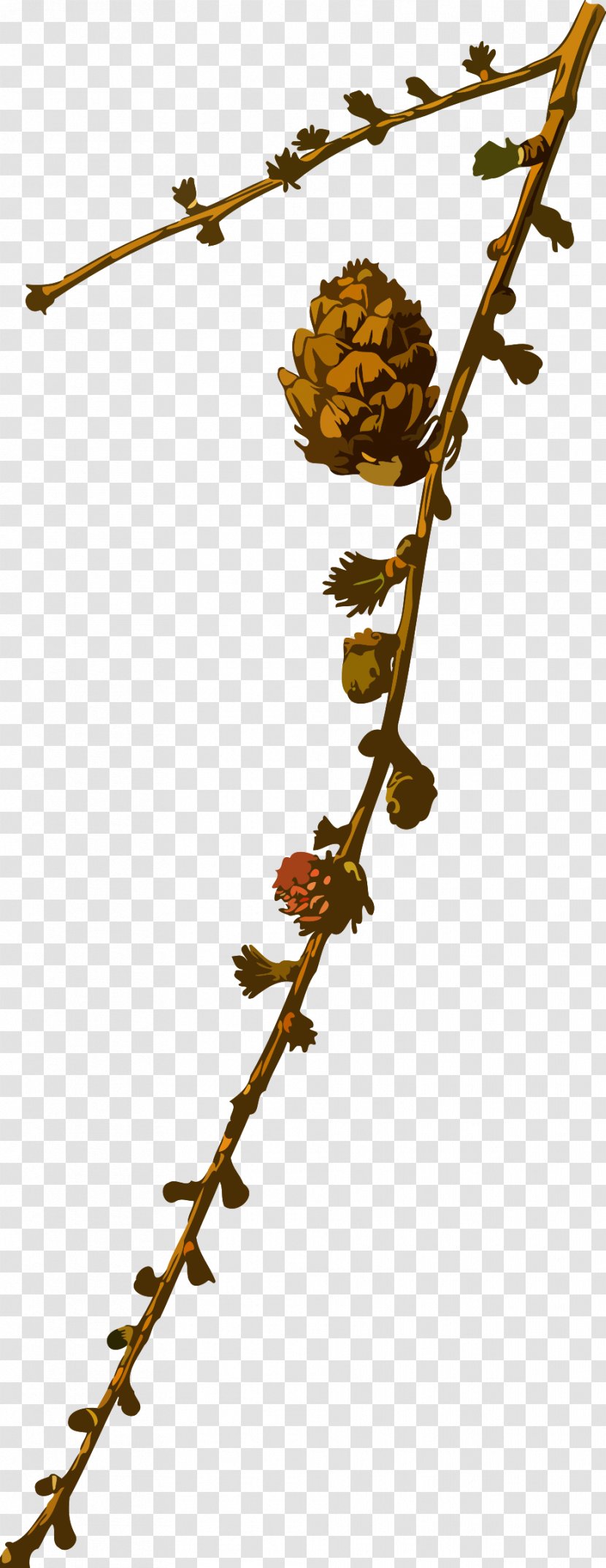 Larix Griffithii Plant Tree Alpinis Maumedis Conifers - Stem Transparent PNG