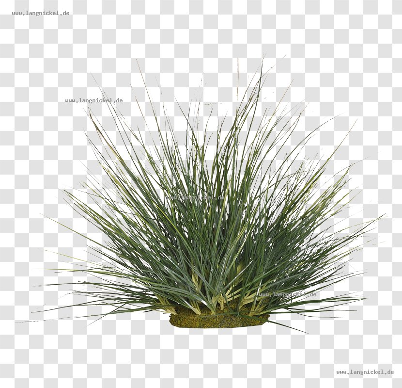 Grasses Tree Family - Evergreen Transparent PNG