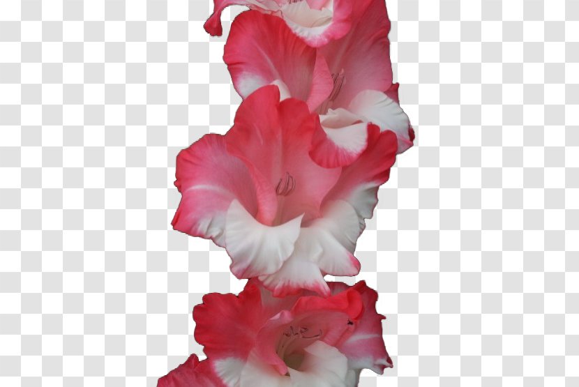 Gladiolus Naver Blog Cut Flowers Azalea Petal - Courage Transparent PNG