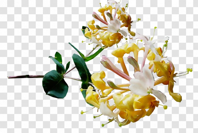 Flower Plant Honeysuckle Tree Family - Perennial Transparent PNG