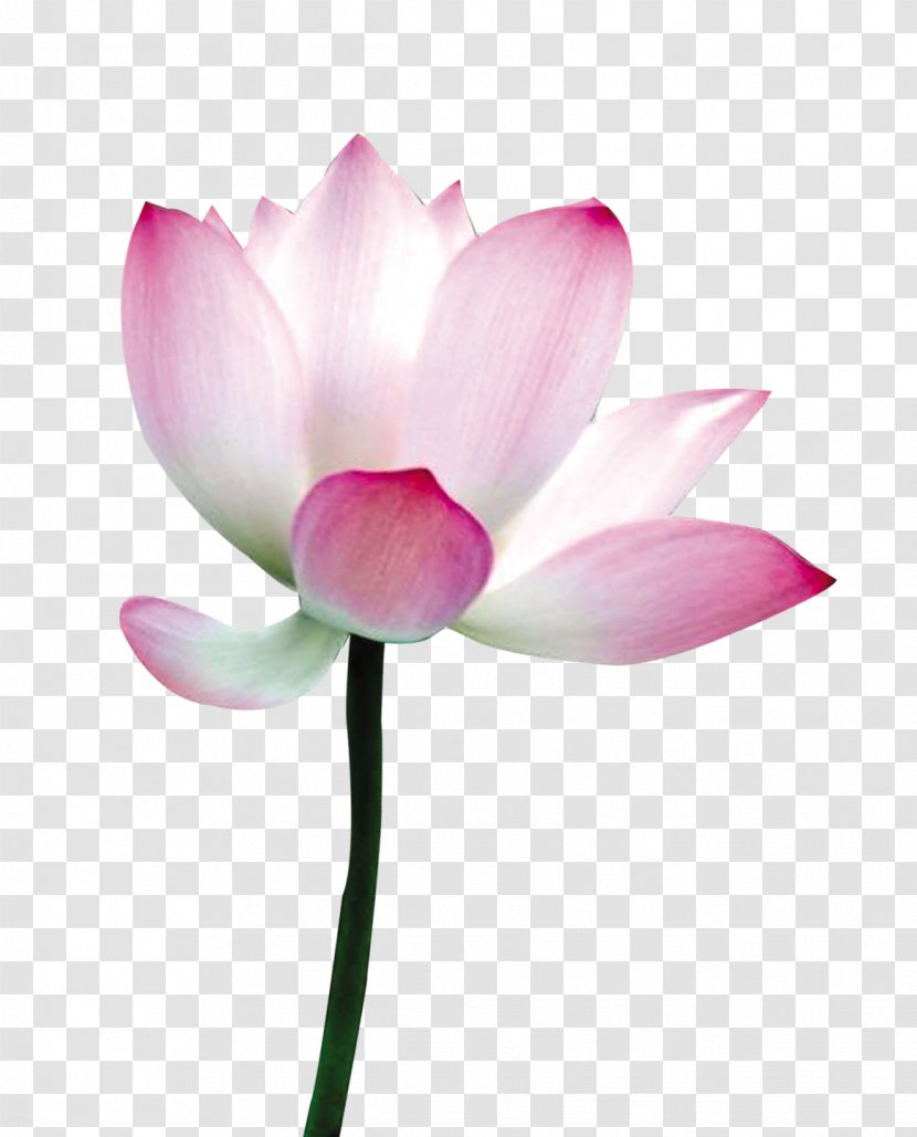 Nelumbo Nucifera Flower Petal - Proteales - Lotus Flowers Transparent PNG