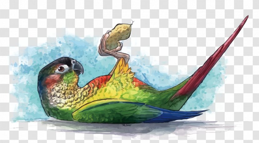 Parrot Watercolor Painting - Beak - Vector Eat Peanuts With Parrots Transparent PNG