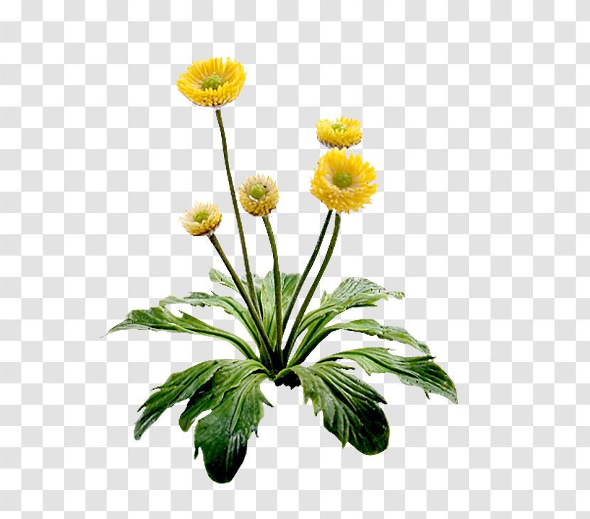 Flower Yellow Floral Design Transparent PNG