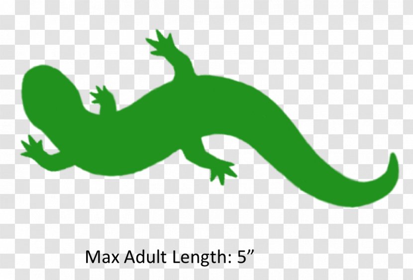 Common Mudpuppy Reptile Gecko Sirens Clip Art - Green - Fauna Transparent PNG