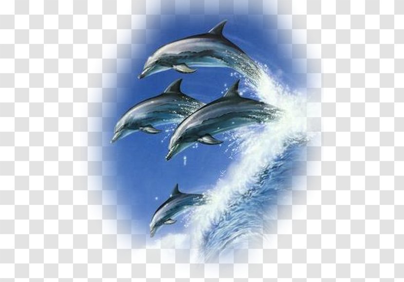 Common Bottlenose Dolphin Cetacea Porpoise Jumping - Marine Life Transparent PNG