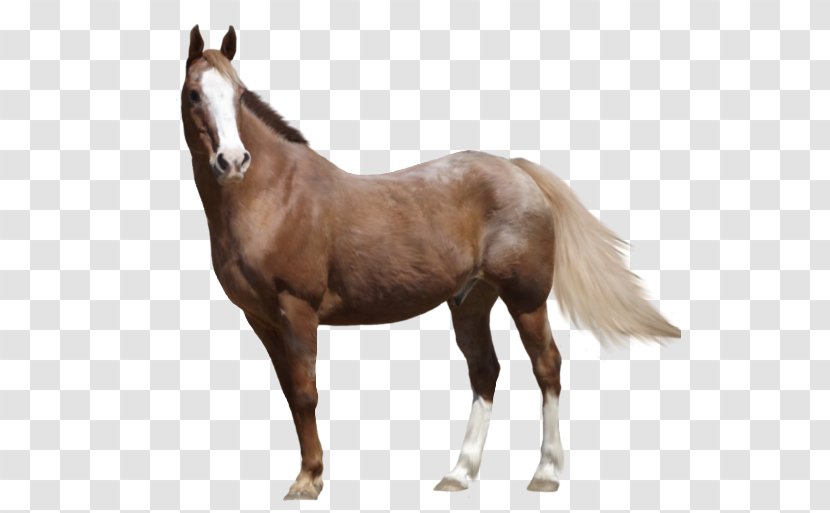 Mare Appaloosa Arabian Horse American Paint Foal - Snout Transparent PNG