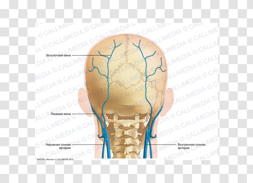 Nose Occipital Vein Anatomy Artery - Tree Transparent PNG