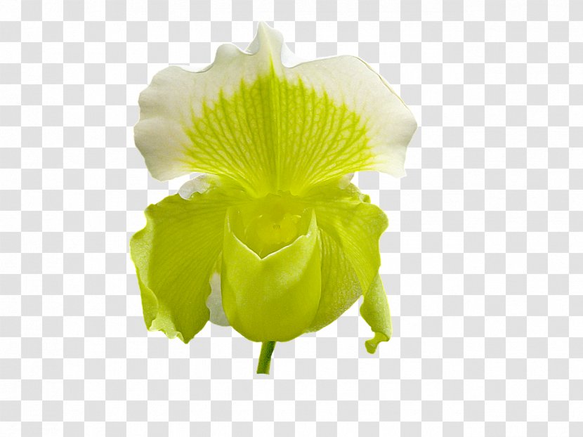 Petal Flower Slipper Orchids - Green Transparent PNG